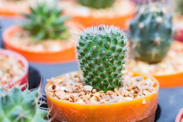 Cactus en maceta — Foto de Stock