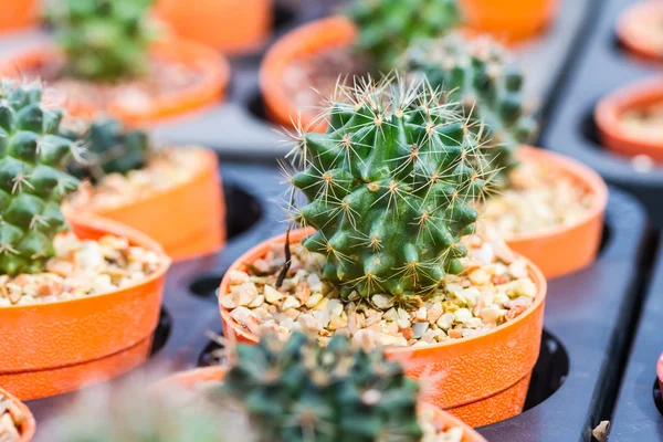 Cactus en maceta — Foto de Stock