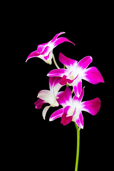 Dendrobium orkidé isolerad på svart bakgrund — Stockfoto