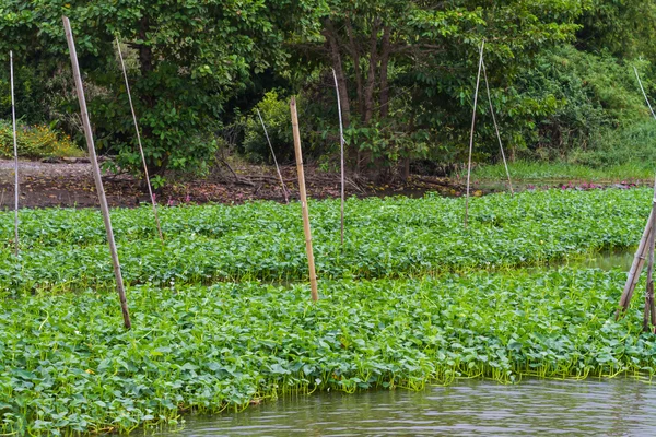 Granja de gloria de la mañana a orillas del río — Foto de Stock