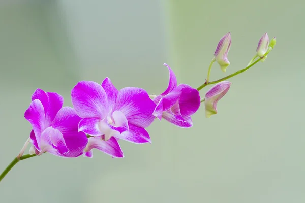 Dendrobium orchideje — Stock fotografie