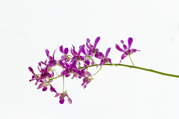 Antelope orchid on white blackground — Stock Photo, Image