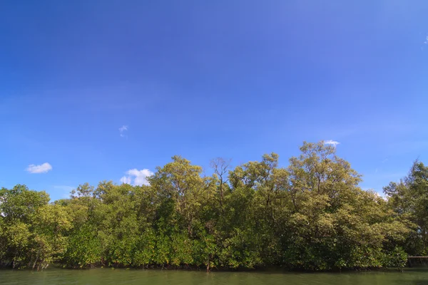 Mangrove trees in coastal environment — Stock Photo, Image