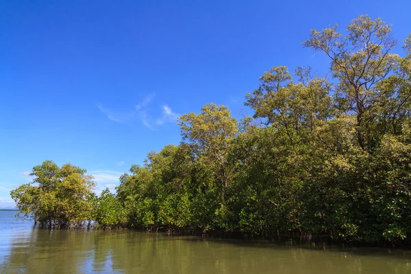 Mangrove trees in coastal environment — Stock Photo, Image