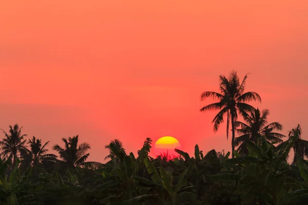 Solnedgång över banan farm och Kokosfibrer palm träd — Stockfoto