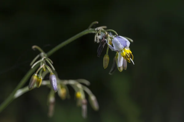 亜麻のユリの花 — ストック写真