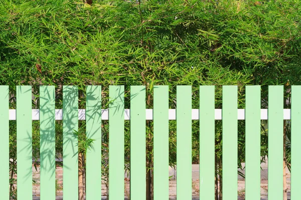 Recinzione verde e albero di bambù — Foto Stock