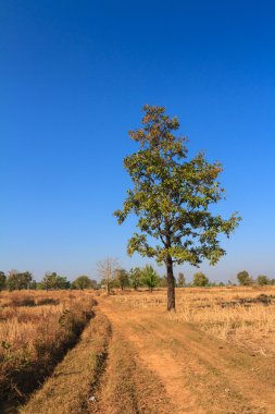 Kavrulmuş pirinç alan shorea siamensis