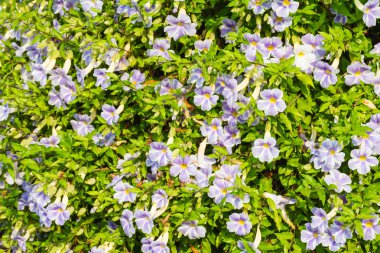 Mavi mor yumuşak güzel çiçek Laurel saat asma