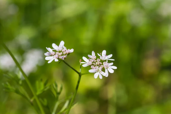 Korianderblüte — Stockfoto