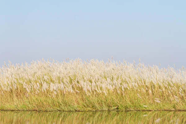 Chinese silver grass — Stock Photo, Image