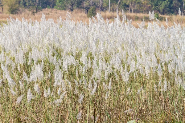 Chinese silver grass — Stock Photo, Image