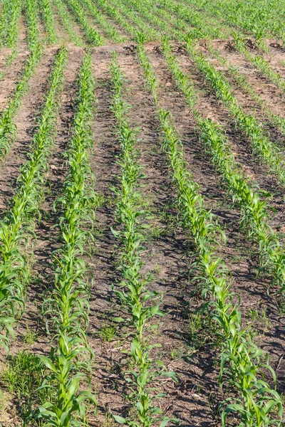 Jeune plant de maïs à la ferme — Photo