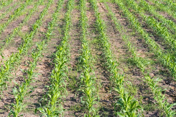 Planta de maíz joven en la granja — Foto de Stock