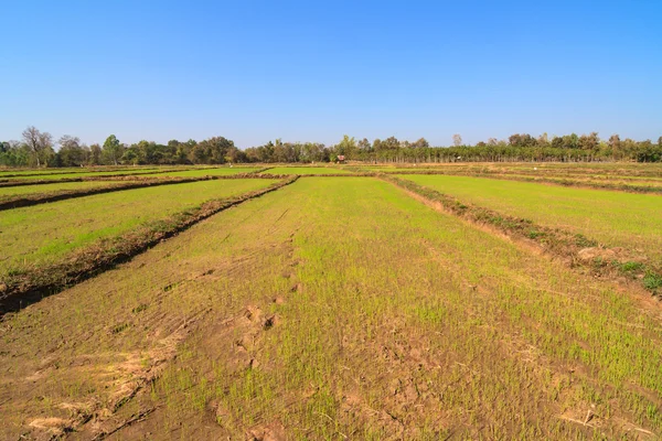 Jeune pousse de riz dans le paddy — Photo