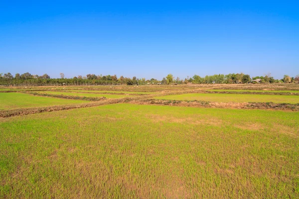 Jonge rijst stronk in paddy — Stockfoto