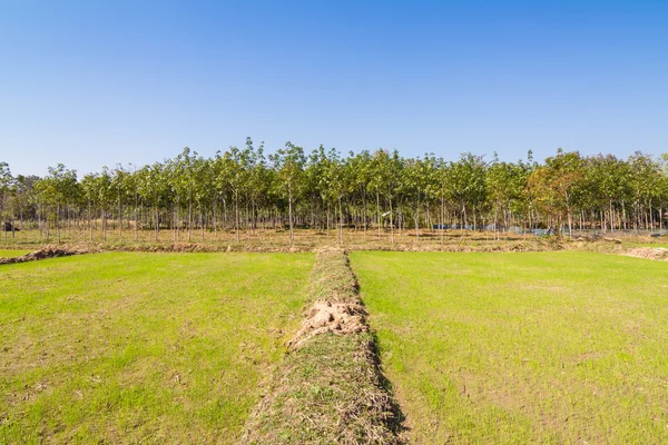 Reis sprießt in der Farm und Gummibaum im Hintergrund — Stockfoto