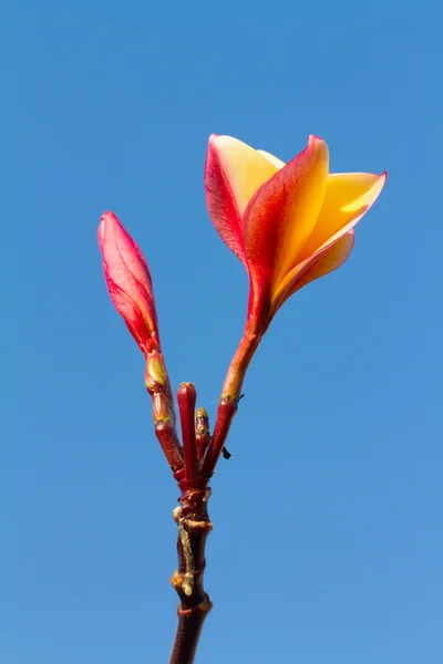 Plumeria veya frangipani çiçek mavi gökyüzü karşı — Stok fotoğraf