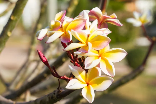 Flori de plumerie sau frangipani — Fotografie, imagine de stoc