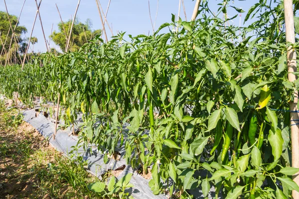 Zielone chilli w gospodarstwie — Zdjęcie stockowe