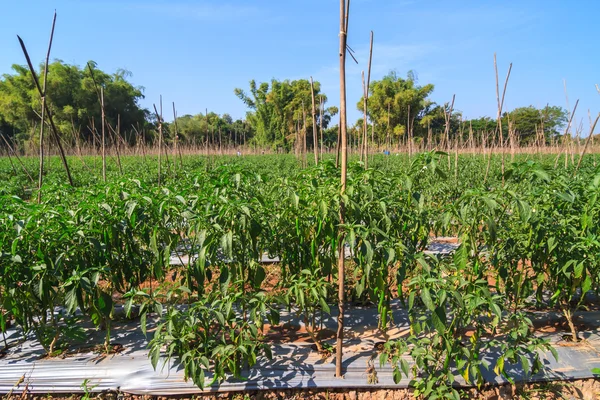 Green chilies in the farm — Stock Photo, Image