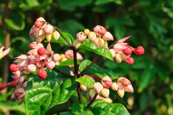 Bag flowers blooming on tree — Stock Photo, Image