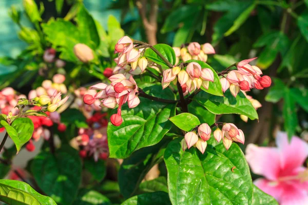 Bag flowers blooming on tree — Stock Photo, Image