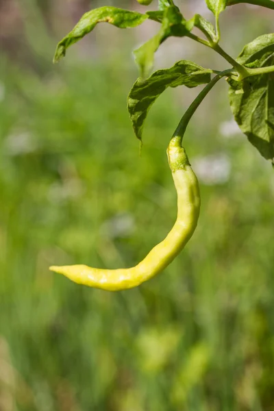 Grüne Chilischote — Stockfoto