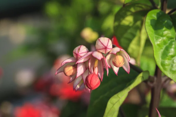 Bag flowers blooming on tree — Stock Photo, Image