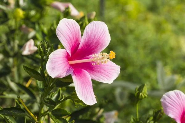 Chinese hibiscus, China rose, Hawaiian hibiscus or shoe flower — Stock Photo, Image