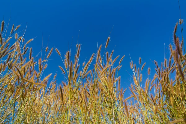 Gramineae trawy — Zdjęcie stockowe