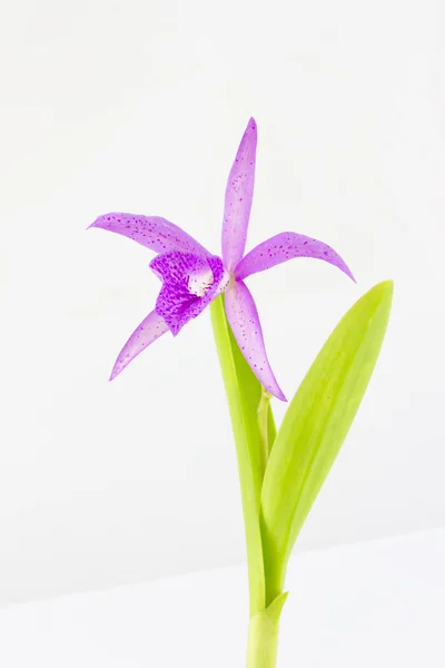 Famille hybride de cattleya nommée orchidée de Maikai Myumi, Guarisophleya — Photo