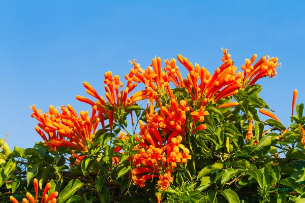 Pyrostegia venusta ou flores de trompete gama e fundo céu azul — Fotografia de Stock