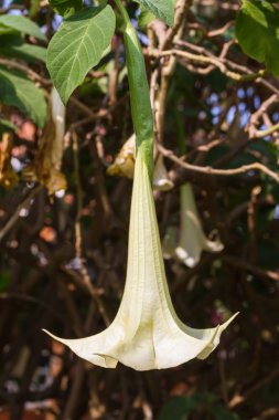 Angel's trompet veya Datura çiçek