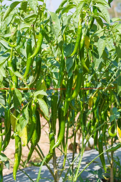 Grüne Chili auf dem Bauernhof — Stockfoto