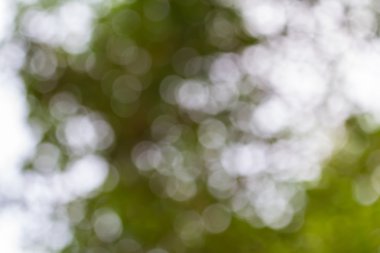 Bokeh doğal ışık arka plan