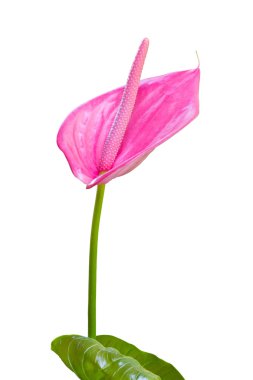 Beyaz arka plan üzerinde izole anthurium, flamingo veya çocuk çiçek