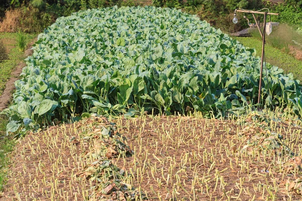 Granja de col rizada y bombilla para trabajar de noche — Foto de Stock