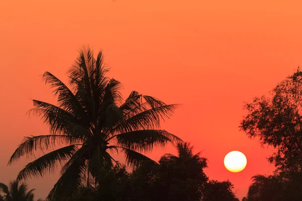 Puesta de sol sobre el coco y el árbol de bambú —  Fotos de Stock