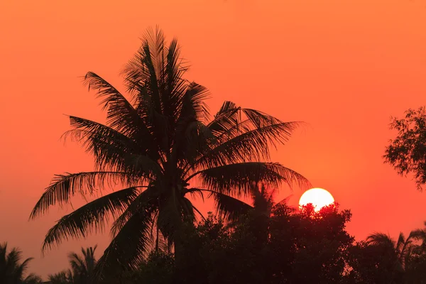 Puesta de sol sobre el coco y el árbol de bambú —  Fotos de Stock