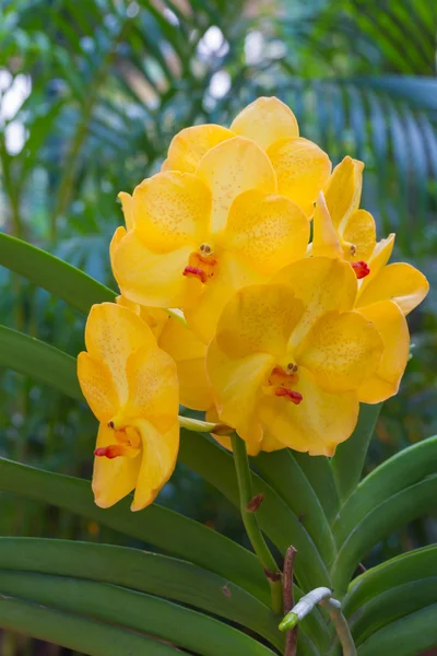 Żółta orchidea vanda — Zdjęcie stockowe