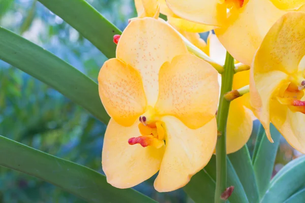 Yellow vanda orchid — Stock Photo, Image