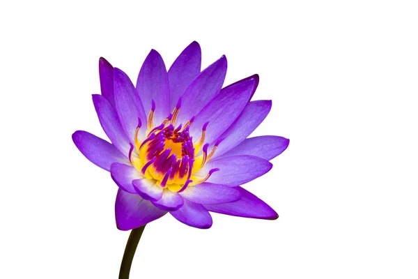 Purple waterlily isolated on white background — Stock Photo, Image
