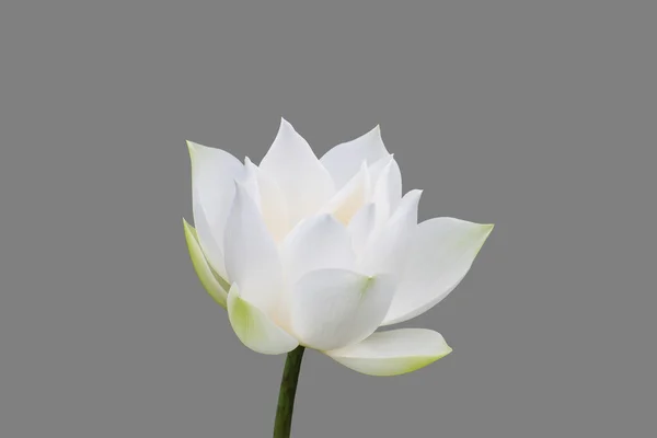 Witte lotus geïsoleerd op grijze achtergrond — Stockfoto