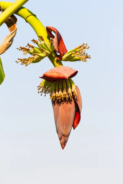Kwiat banana — Zdjęcie stockowe