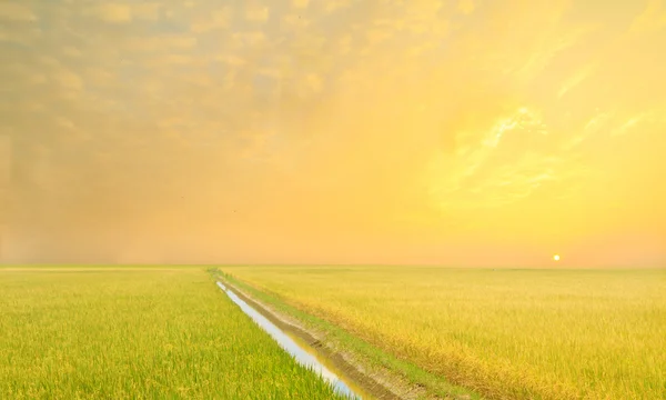 Rijst veld met mist en zon in de ochtend licht — Stockfoto