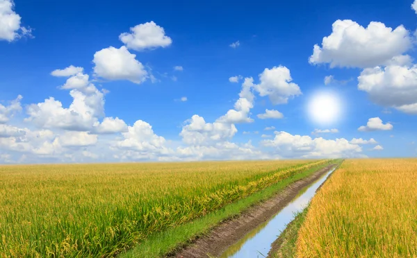 Paddy rijst veld met mooie blauwe hemel, zon en mist — Stockfoto