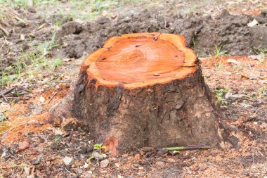 Stump of cut tree clipart