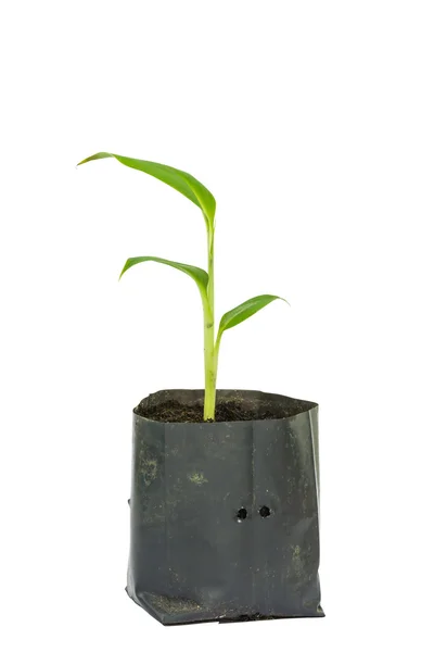 Planta de plátano en la bolsa de plástico sobre fondo blanco — Foto de Stock