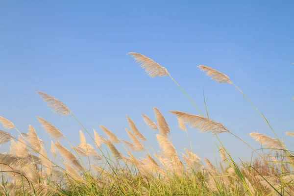 Reed trávy květ proti modré obloze — Stock fotografie